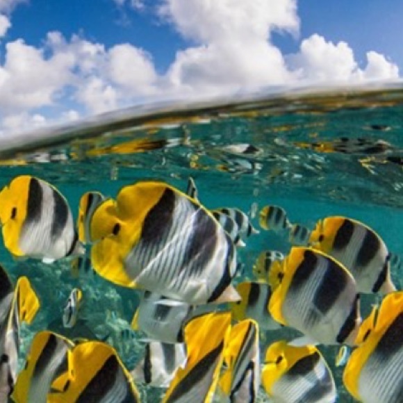 Meet your Posher, Amanda - Picture 1 of 1